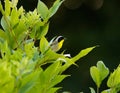 Common Yellowthroat Warbler NC